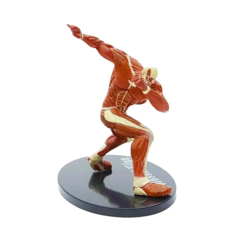 Figurine Titan " Colossal " | L'Attaque des Titans - Saiko-Shop